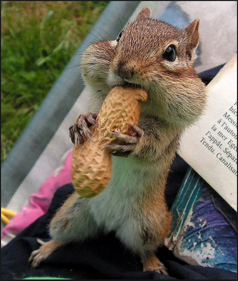 Chipmunk Eating Peanut (live by a higher standard)